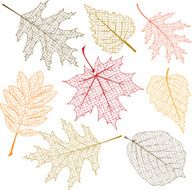 Transparent Leaves N3