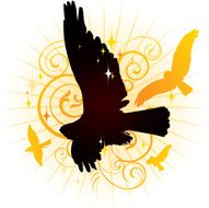 Soaring birds