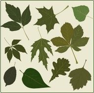 Summer leaves