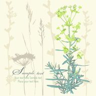 meadow grass N4