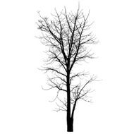 branch tree silhouette N5