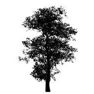 tree silhouette N66