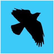 Crow in flight Isolated Original photo included