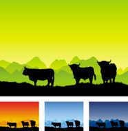 Highland cattle silhouettes in open landscape