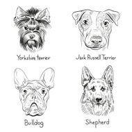 Set of hand drawn dogs vector illustration N7