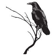 Silhouette of Raven on a Branch