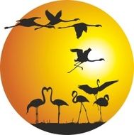 Flamingos and sunset in the ring