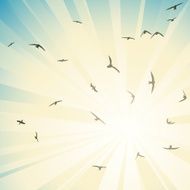 Square illustration flock birds circling in rays of sun