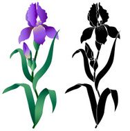 Iris flower N5