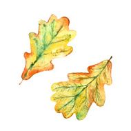 watercolor autumn oak leaves