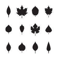 Leaves silhouette icons set