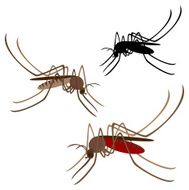 Mosquito N11