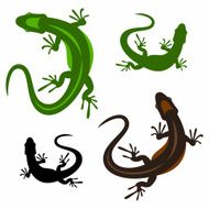 Lizard N27