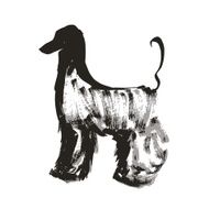 Afghan hound N2