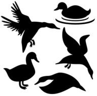 Duck N36