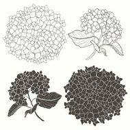 Set of hydrangeas isolated on white background