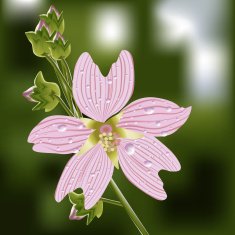 Design floral element Vector illustration