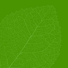 Leaf skeleton
