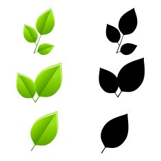 Set of leaves N6