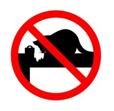 cat forbidden stealing foods