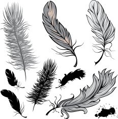 Feathers N37