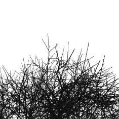 tree silhouette N65