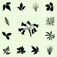 Plants N15