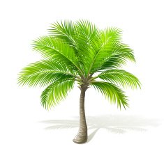 Palm Tree N50