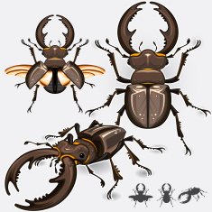 stag beetle insect N2