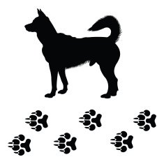 Dog and foot track