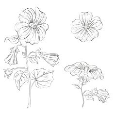 Flowers mallow contours