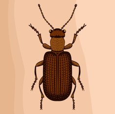 Beetle N7