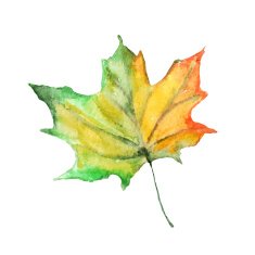Watercolor autumn leaves N5