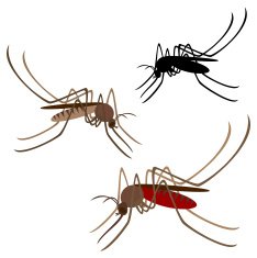Mosquito N11