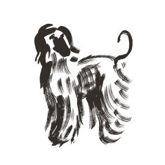 Afghan hound