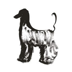 Afghan hound N2