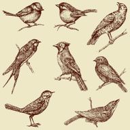 Birds N107