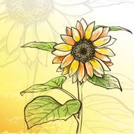 Sketch sunflower background