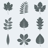 Leaves N104