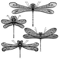Set of four hand drawn dragonflies N2