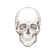 Skull hand drawn vector illustration N2