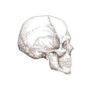 Skull hand drawn vector illustration N4