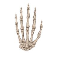 Skeleton hand vector illustration