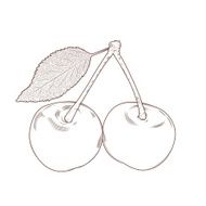 cherry N23