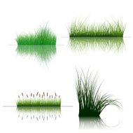 grass on water N5