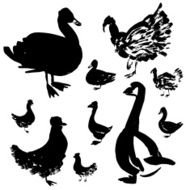 Set of poultry silhouettes