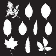 Leaf silhouette collection foliage set N4