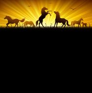 Wild horses N3