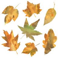 autumn leaves N79