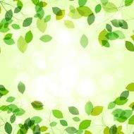 Summer branches with fresh green leaves